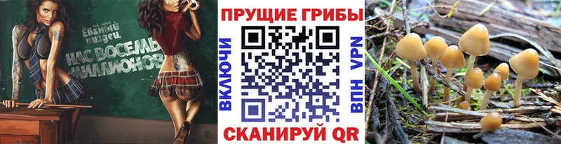 купить закладку  Магнитогорск  Галлюциногенные грибы Psilocybe 